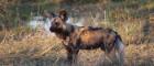 Image of a wild dog in grassland