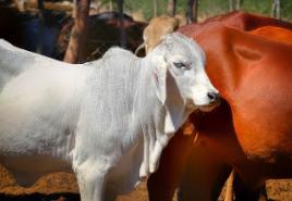 Image of a white and brown cow