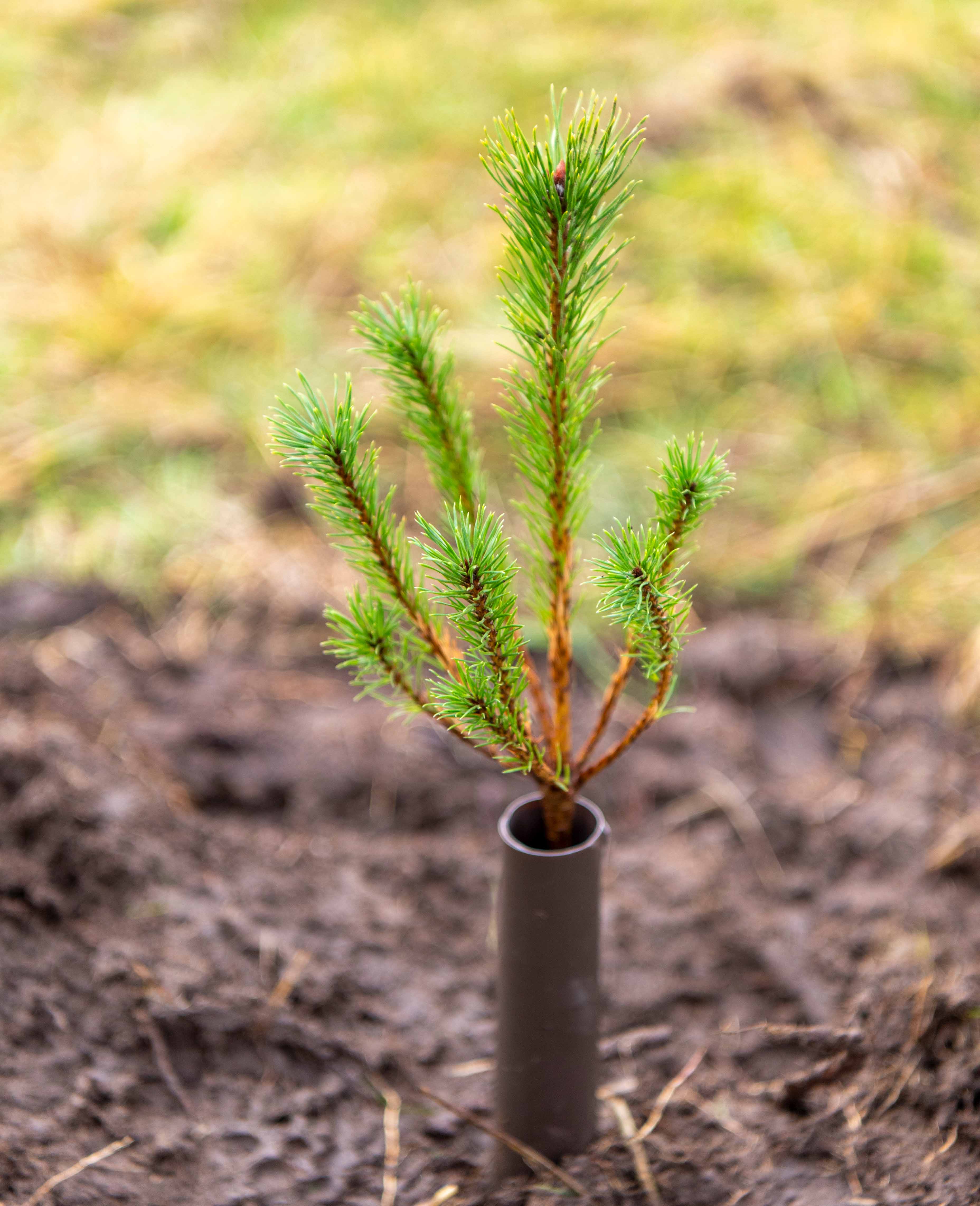 Cochno Farm Tree Planting Tree