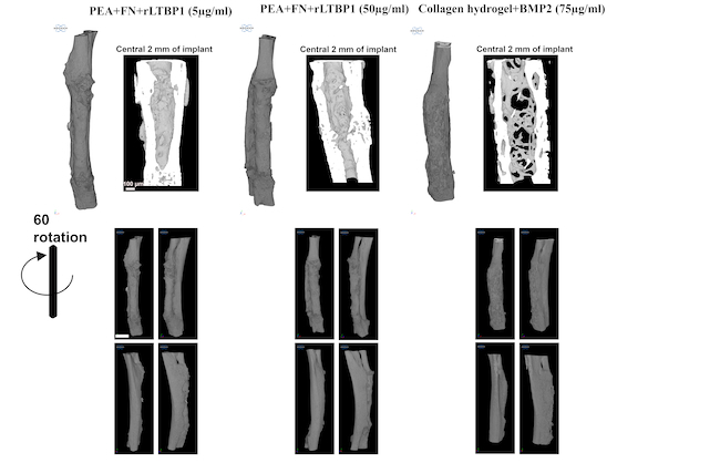 A diagram showing the effectiveness of bone regeneration in three different parts of the experiment