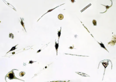 Microscopic image of phytoplankton