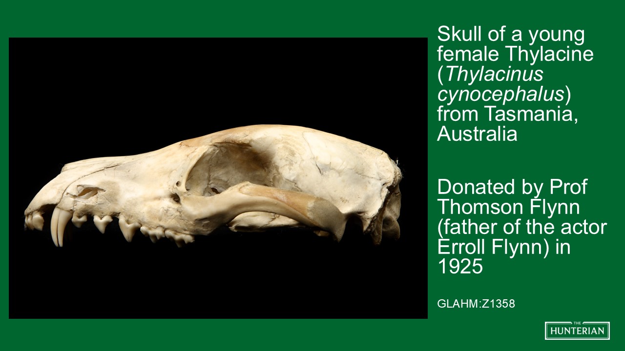 Skull of a young female Thylacine from Tasmania