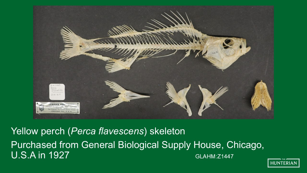 Yellow perch skeleton