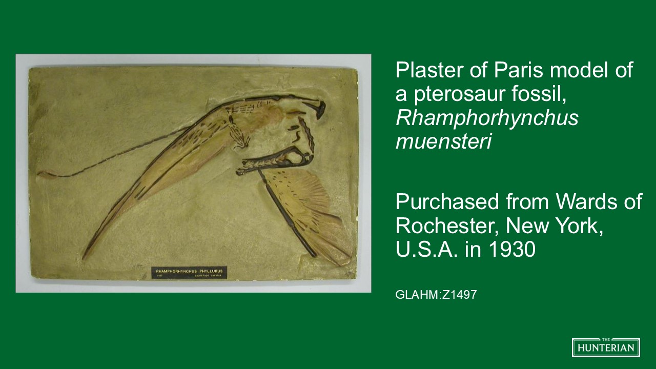 Plaster of Paris model of a Pterosaur fossil