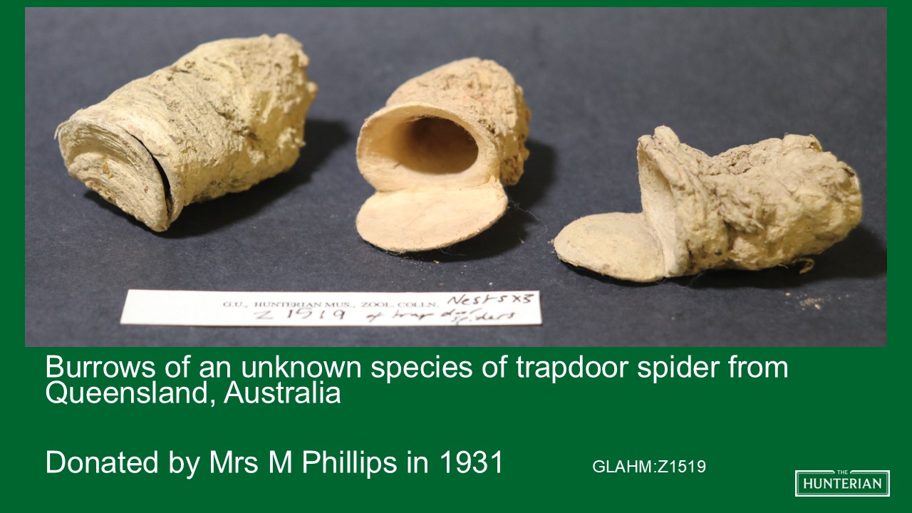 Burrows of an unknown species of trapdoor spider from Queensland, Australia