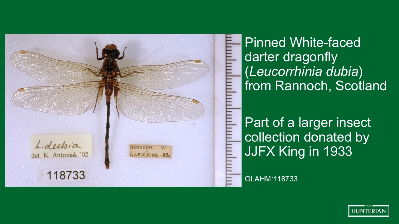 Pinned White-faced darter dragonfly from Rannoch