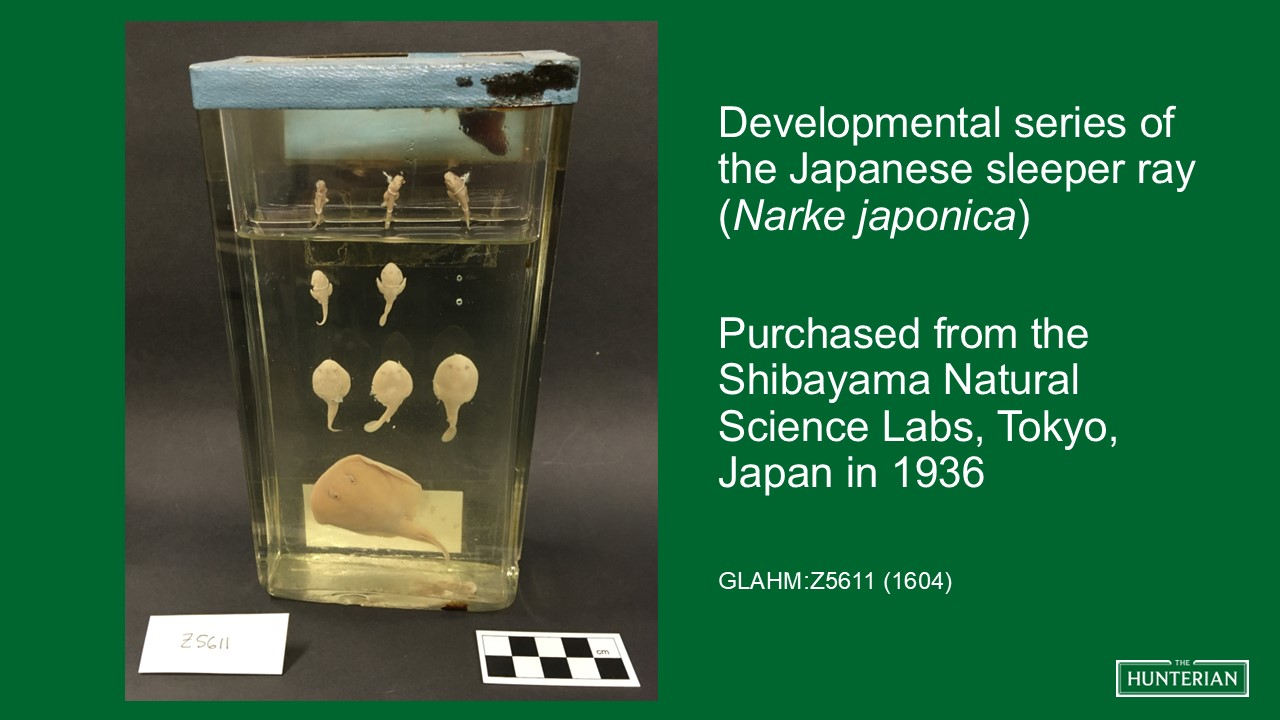 Developmental series of the Japanese sleeper ray