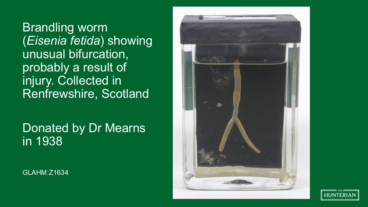 Brandling worm showing unusual bifurcation