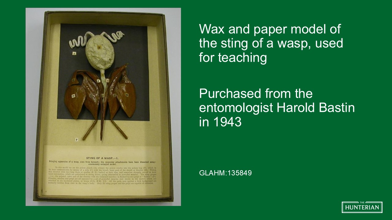 Wax and paper model of the sting of a wasp