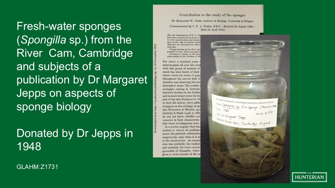 Fresh-water sponges from the River Cam, Cambridge and subjects of a publication by Dr. Margaret Jepps on aspects of sponge biology