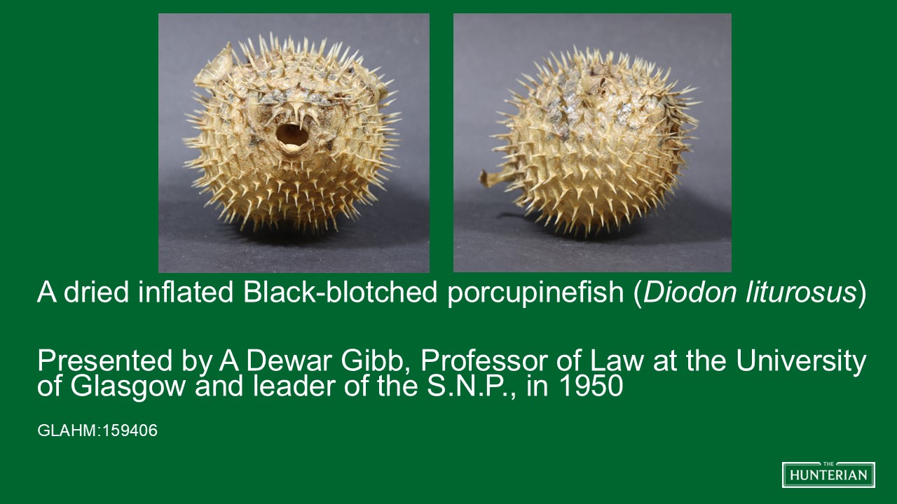 A dried, inflated Black-blotched porcupinefish