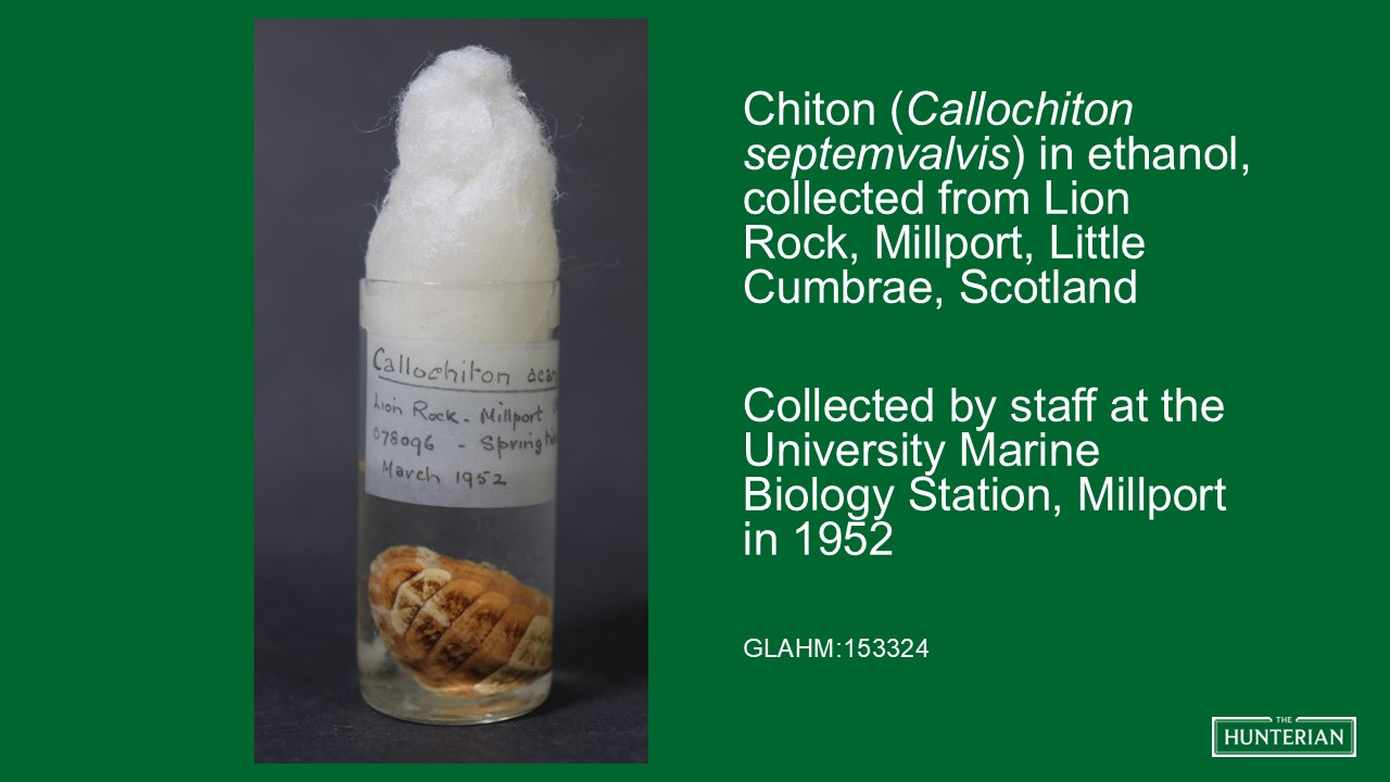 Chiton in ethanol