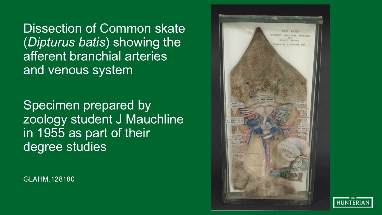 Dissection of Common skate showing the afferent branchial arteries and venous system