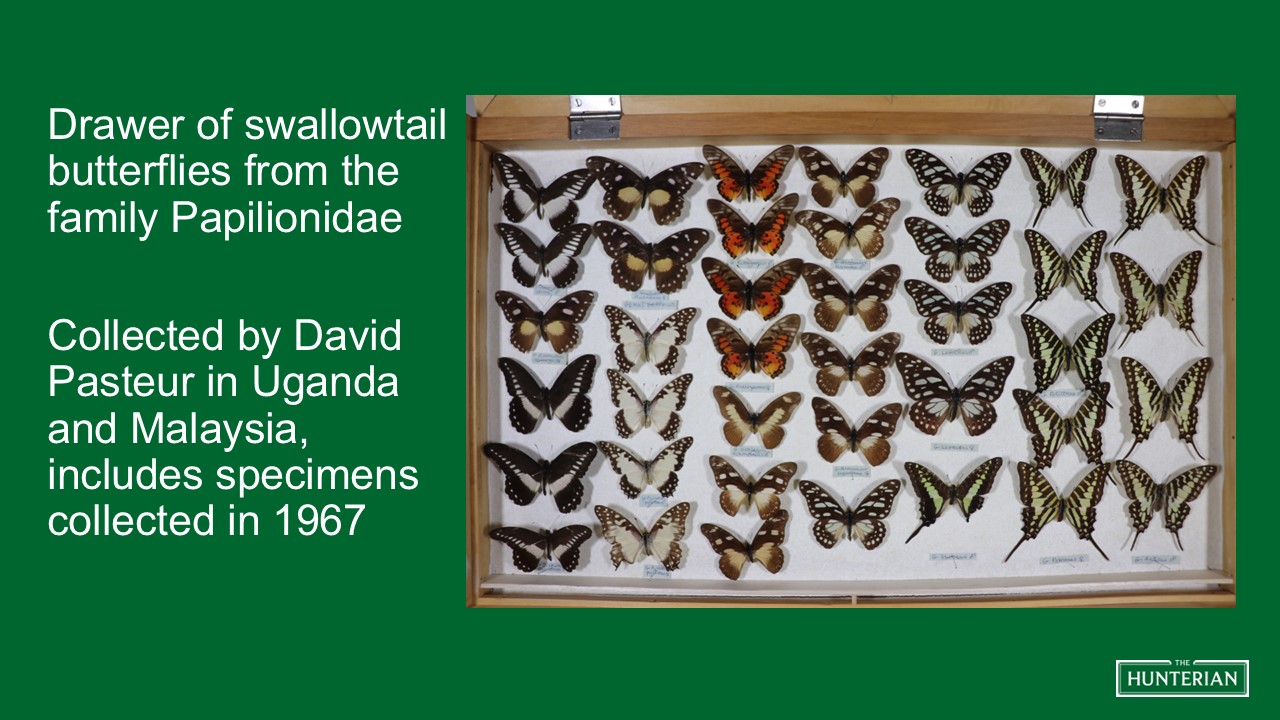 Drawer of swallowtail butterflies from the family Papilionidae