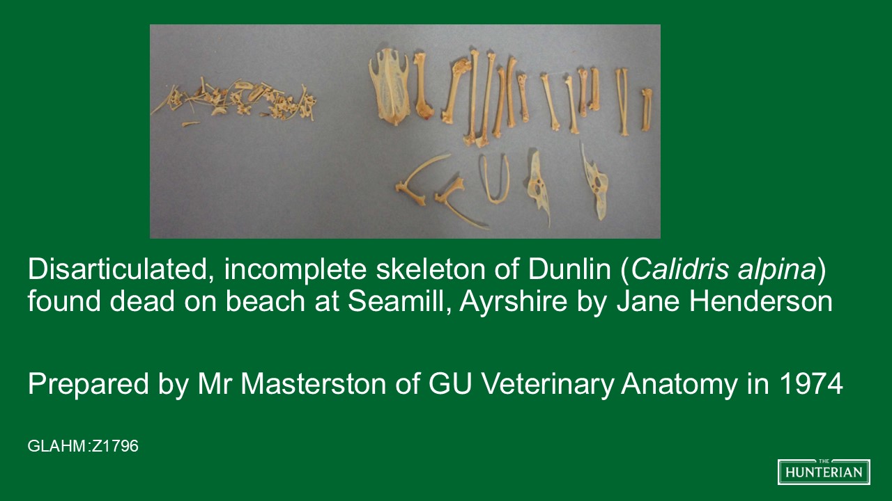 Disarticulated, incomplete skeleton of Dunlin