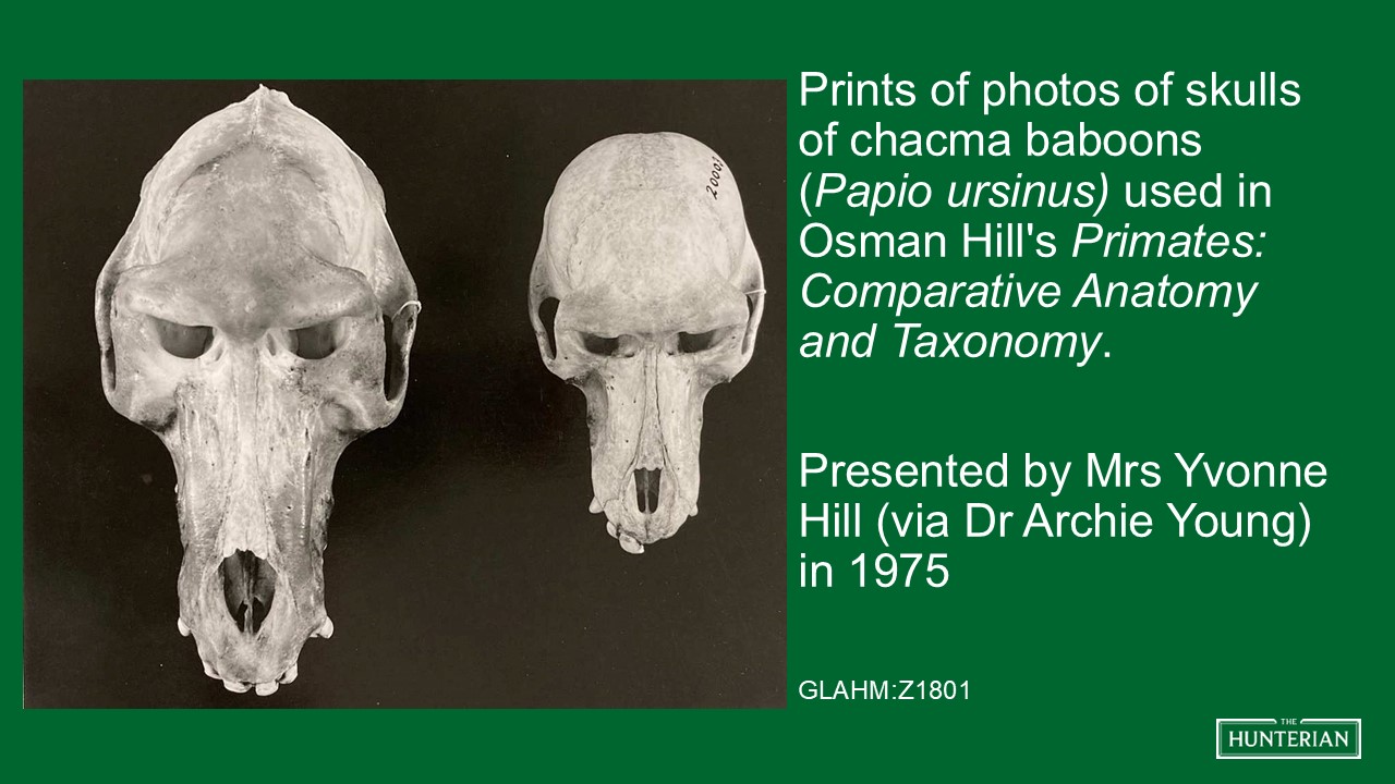 Prints of photos of skulls of chacma baboons