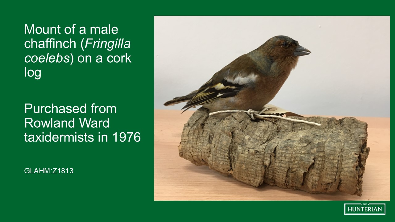 Mount of a male chaffinch on a cork log