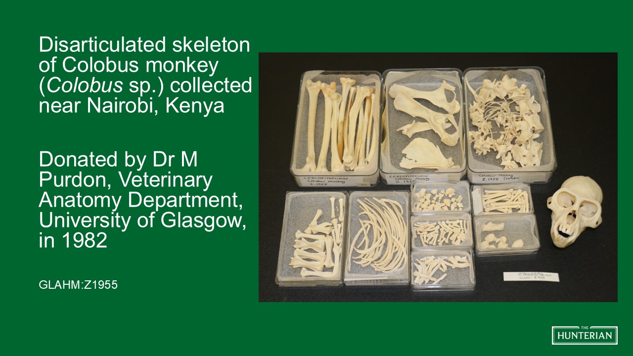 Disarticulated skeleton of Colobus monkey