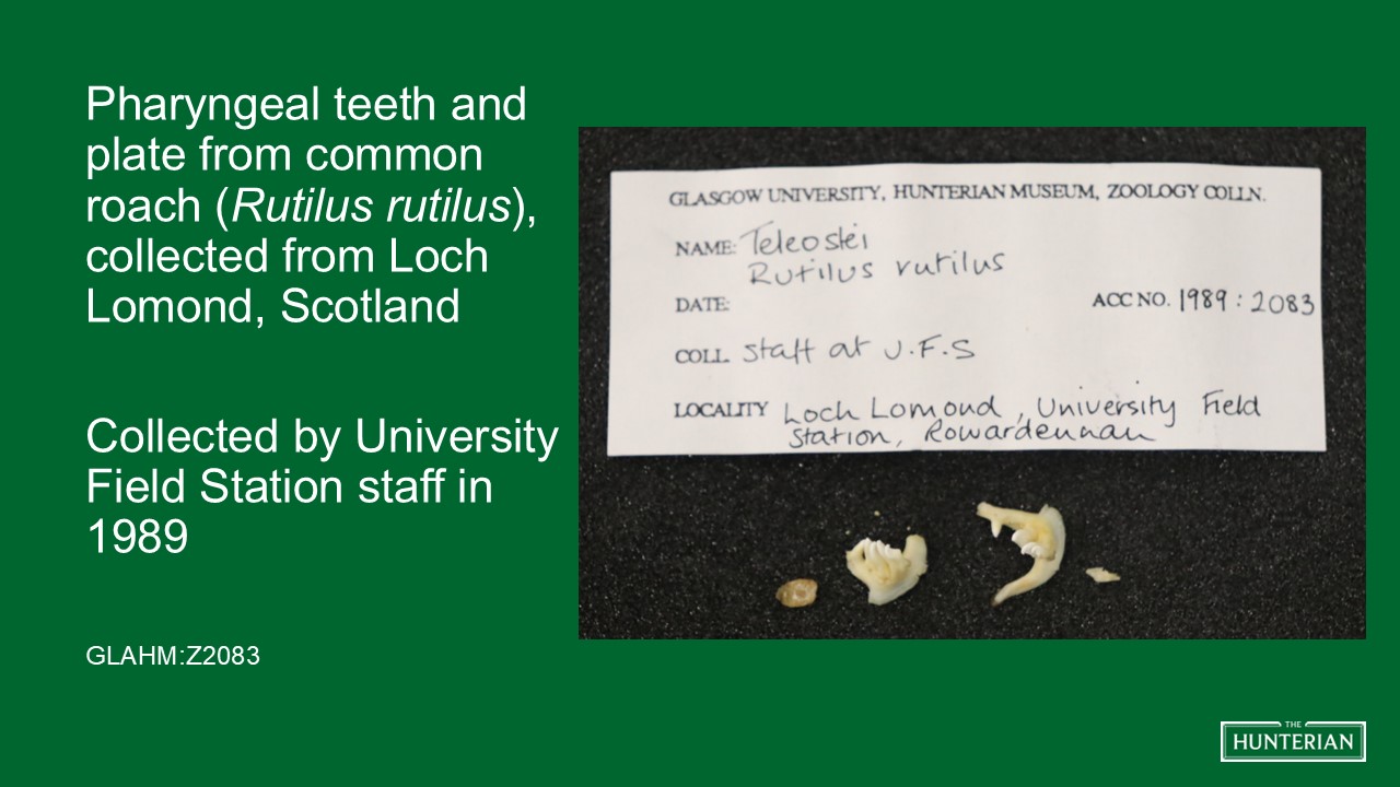 Pharyngeal teeth and plate from common roach