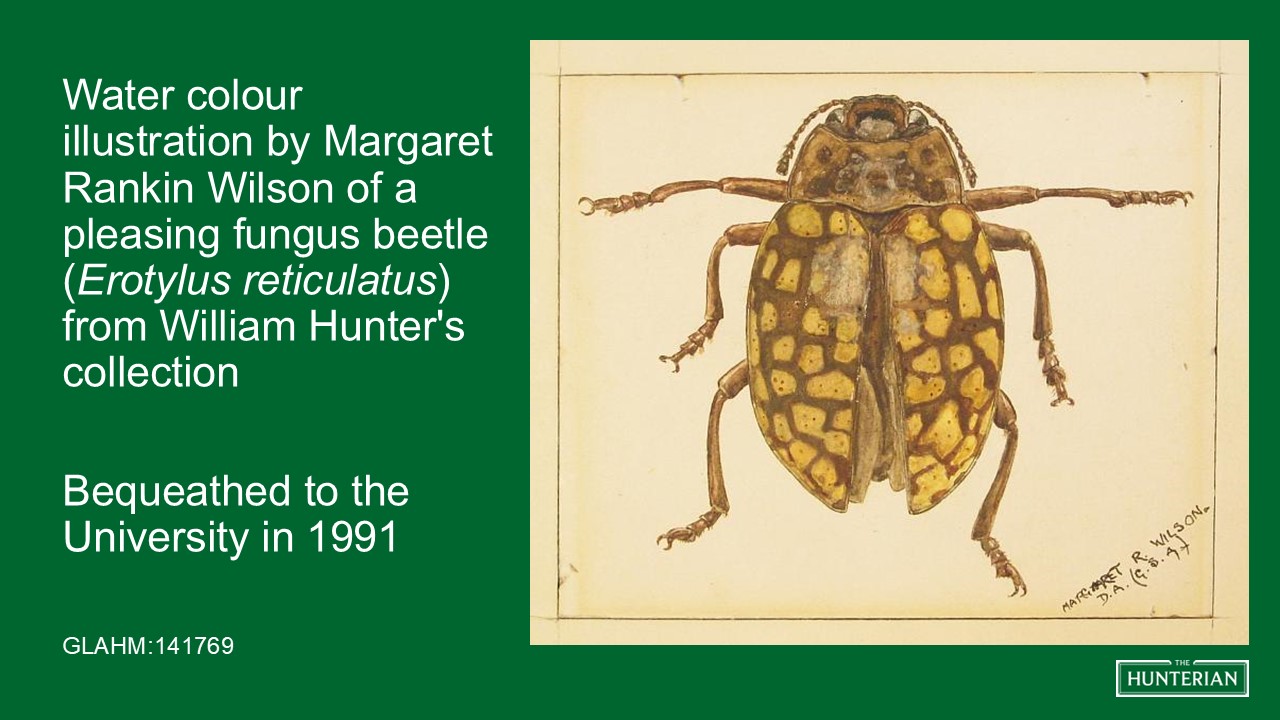 Watercolour illustration by Margaret Rankin Wilson of a pleasing fungus beetle