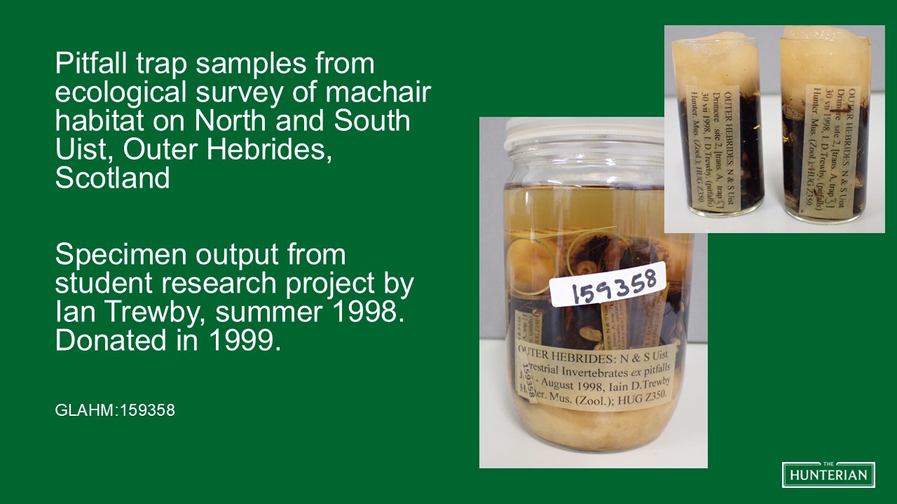 Pitfall trap samples from ecological survey of machair habitat