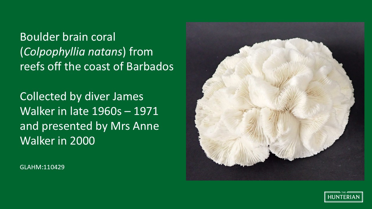 Boulder brain coral