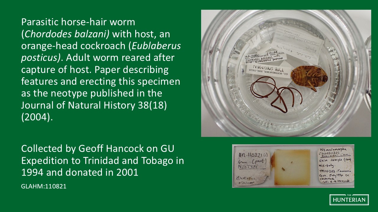 Parasitic horse-hair worm with host, an orange-head cockroach