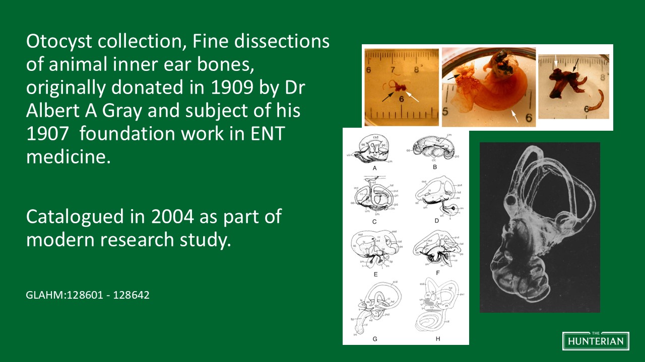 Otocyst collection, fine dissections of animal inner ear bones