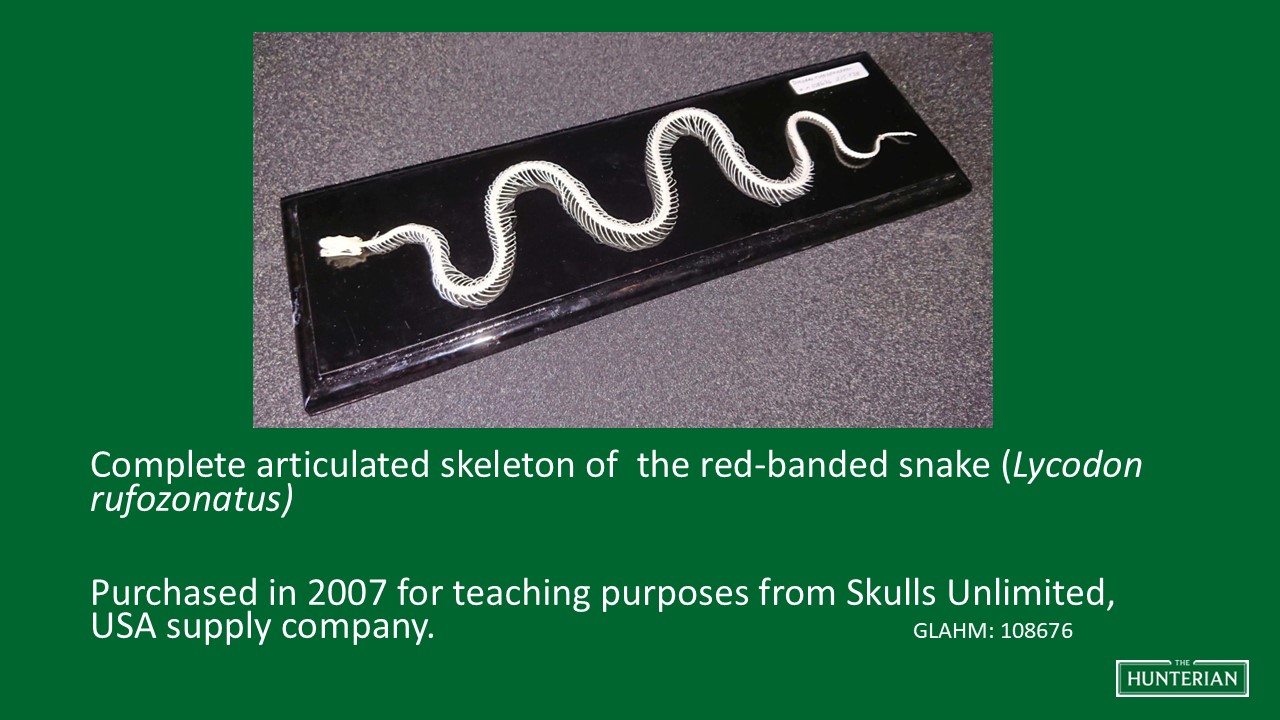 Complete articulated skeleton of the red-banded snake