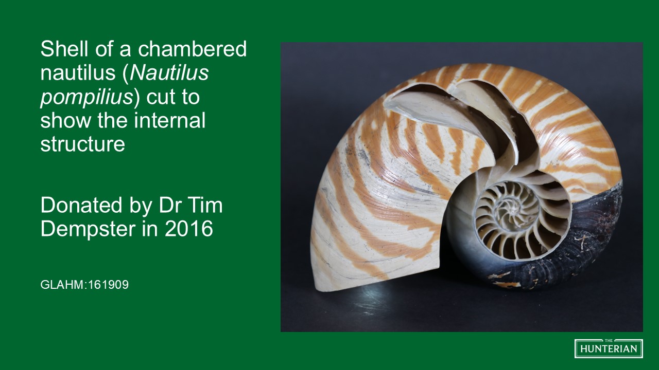 Shell of a chambered nautilus