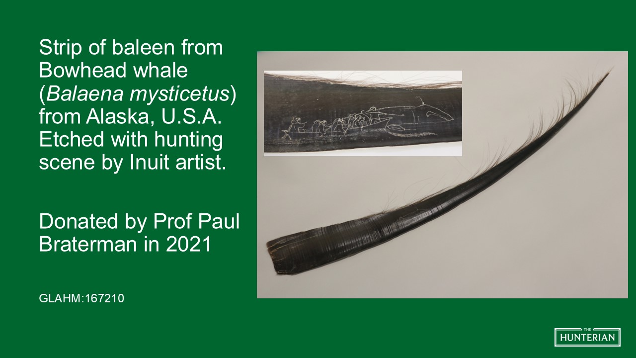 Strip of baleen from Bowhead whale