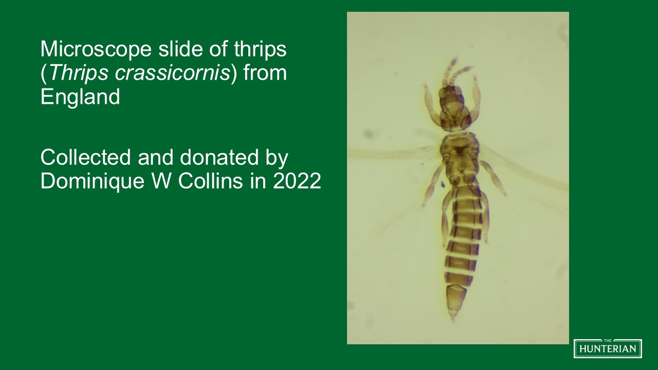 Microscope slide of thrips