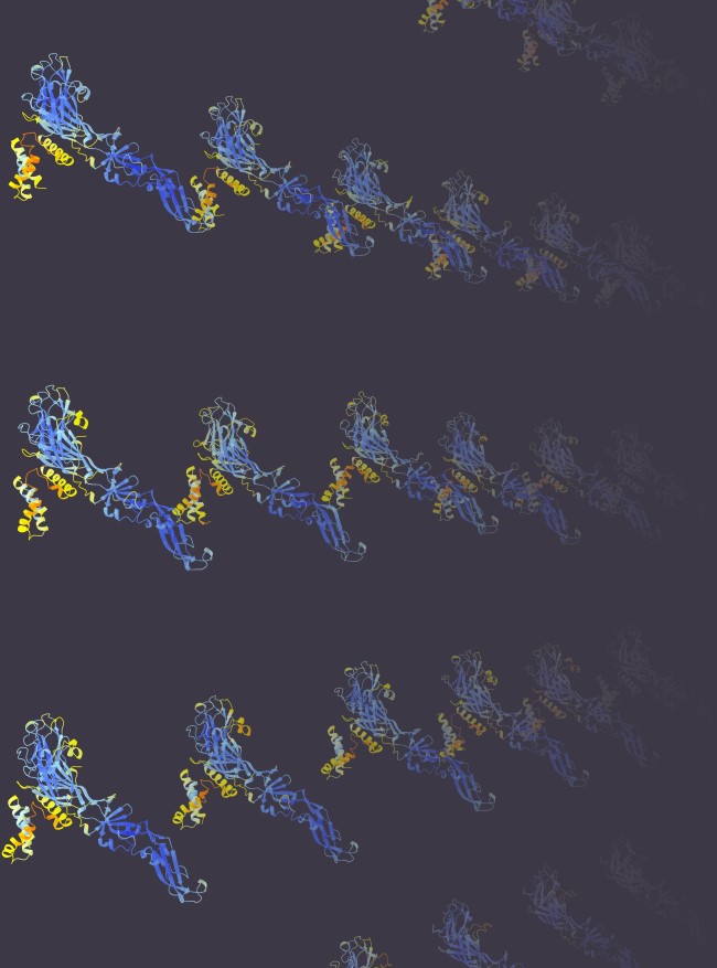 Flaviviridae virus protein structure