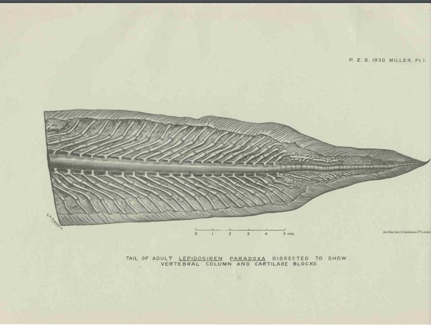 Plate from PZS paper of dissection showing fine detail of Lepidosiren lungfish tail structure