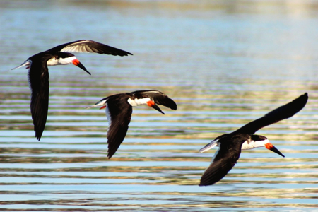 black skimmers