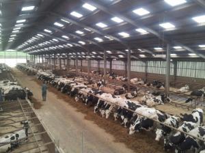 Dairy herd feeding