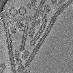 Influenza A virus tomogram