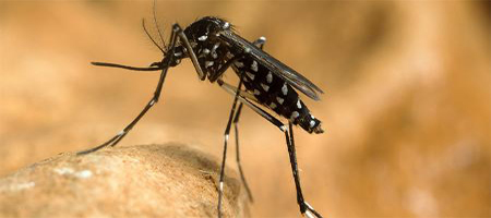 Photo of a mosquito