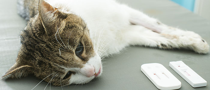 sick cat lying on table