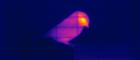 Thermal image of a bird