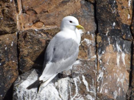 Kittiwake taken by Agnes Olin