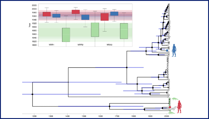 Fig. 5 from the paper: Time-measured phylogenetic estimates and divergence times for sarbecovirus lineages using an HCoV-OC43-centred rate prior.