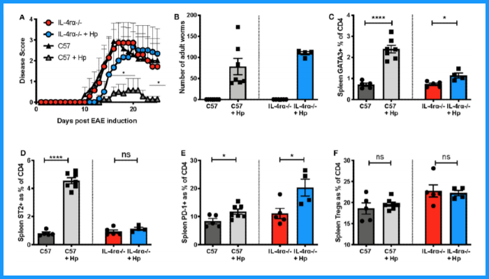 Figure 6. H. polygyrus fails to protect against EAE in IL-4Rα-deficient mice. Female C57BL/6 or IL-4Rα-deficient mice were immunized for EAE on day 0 and were either left untreated or received 200 L3 H. polygyrus larvae also on day 0 (+Hp).