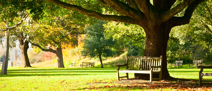 Photo of park with trees and bench