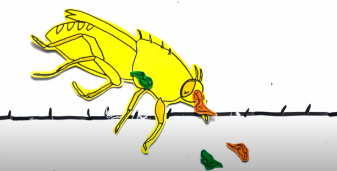 Image from sleeping sickness animation