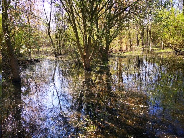 River Wetlands; source: Project Wildscape