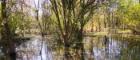 River Wetlands