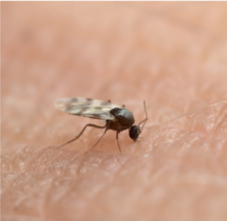 Image of a female biting midge