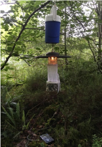 Image of a midge trap hanging from a branch