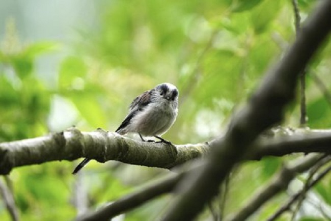 A blue tit bird sits on the branch of a tree in Kelvingrove Park